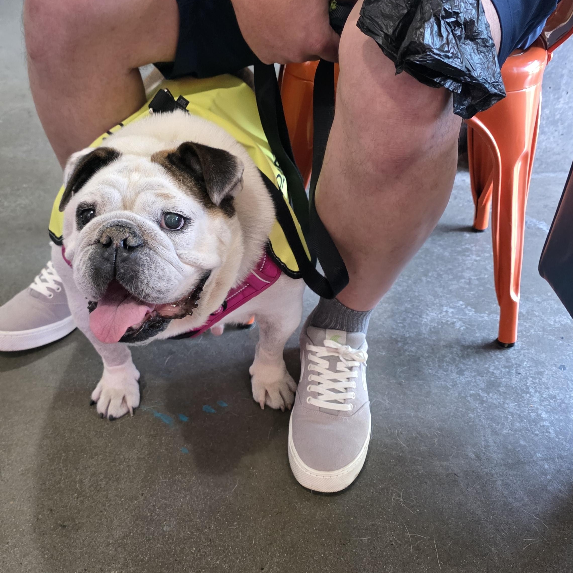 Pudgey, a ADOPTABLE English Bulldog in La Mesa, CA image 2/6