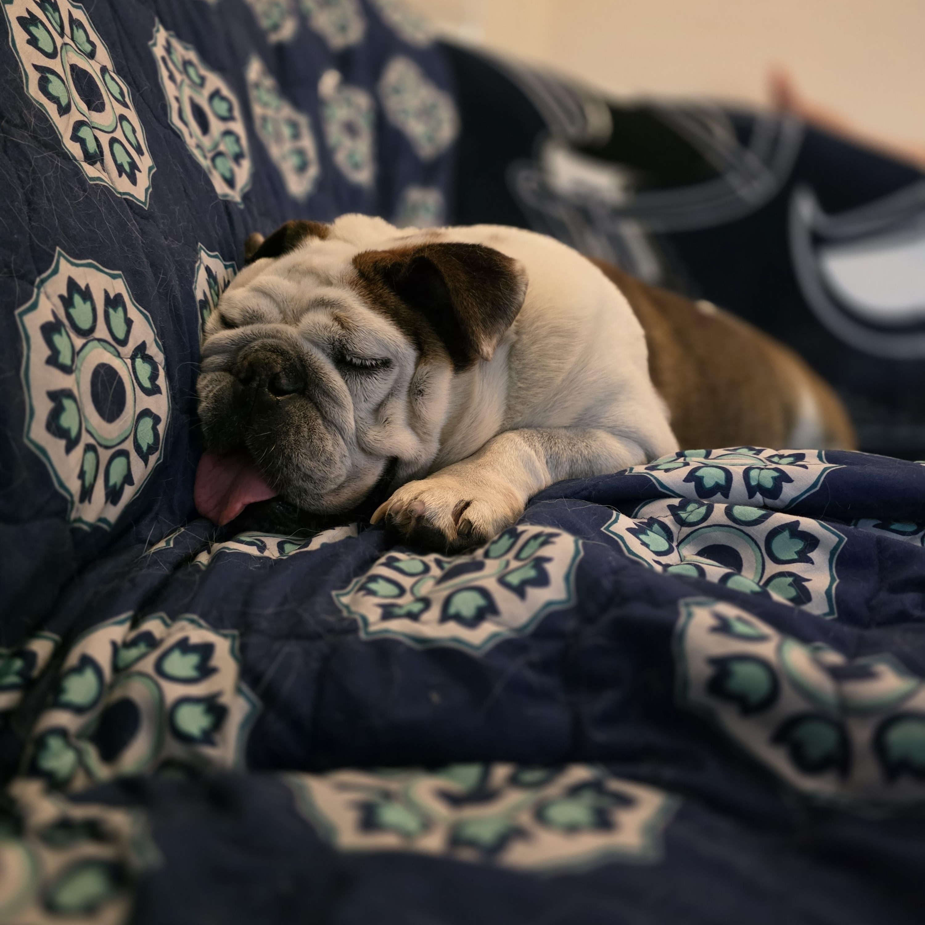 Pudgey, a ADOPTABLE English Bulldog in La Mesa, CA image 5/6