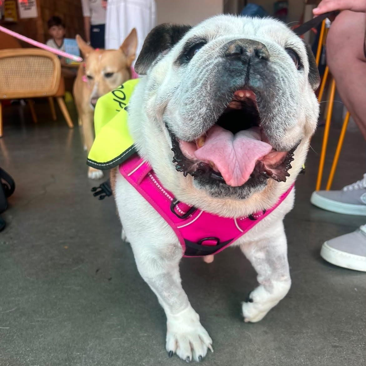 Pudgey, a ADOPTABLE English Bulldog in La Mesa, CA image 1/6