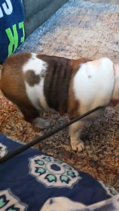 Enlarge Pudgey, a ADOPTABLE English Bulldog in La Mesa, CA video 6/6