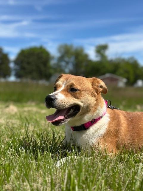 Enlarge Sammie, a Adoptable mixed breed in Richmond, IN image 1/1