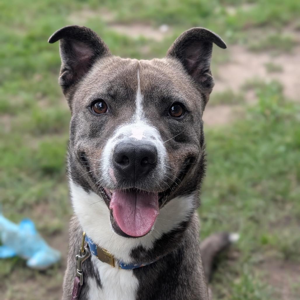 Rowan, Adoptable, Adult Male Siberian Husky & Pit Bull Terrier.