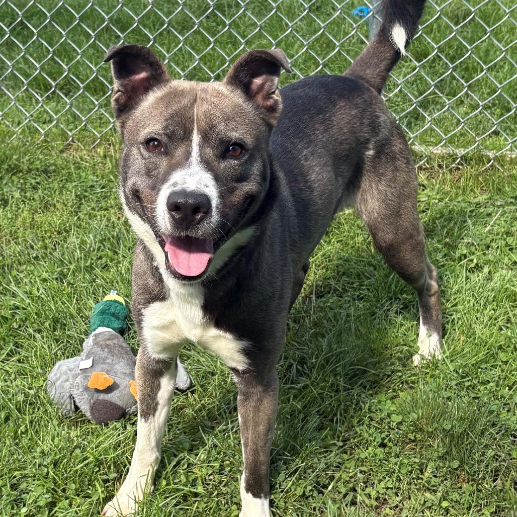 Enlarge Rowan, a Adoptable mixed breed in East Hanover, NJ image 2/6