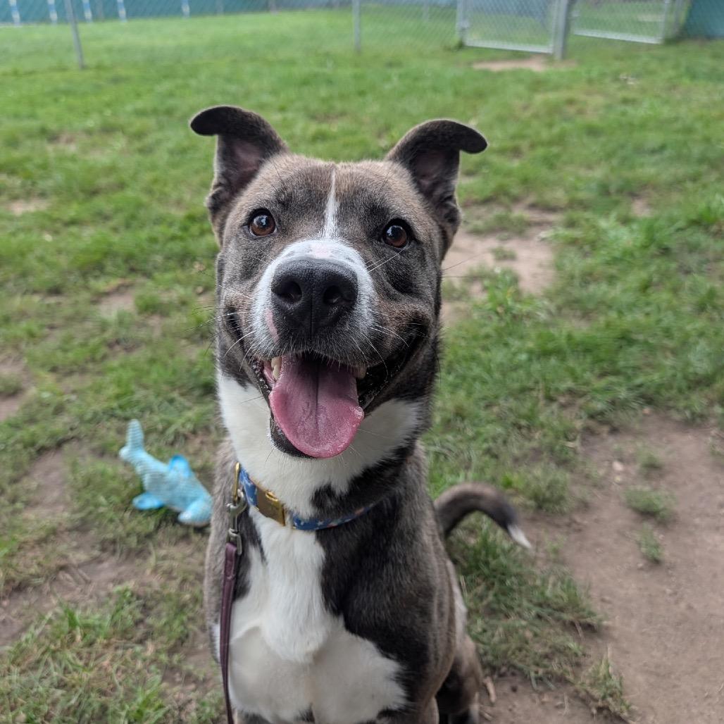 Enlarge Rowan, a Adoptable mixed breed in East Hanover, NJ image 3/6
