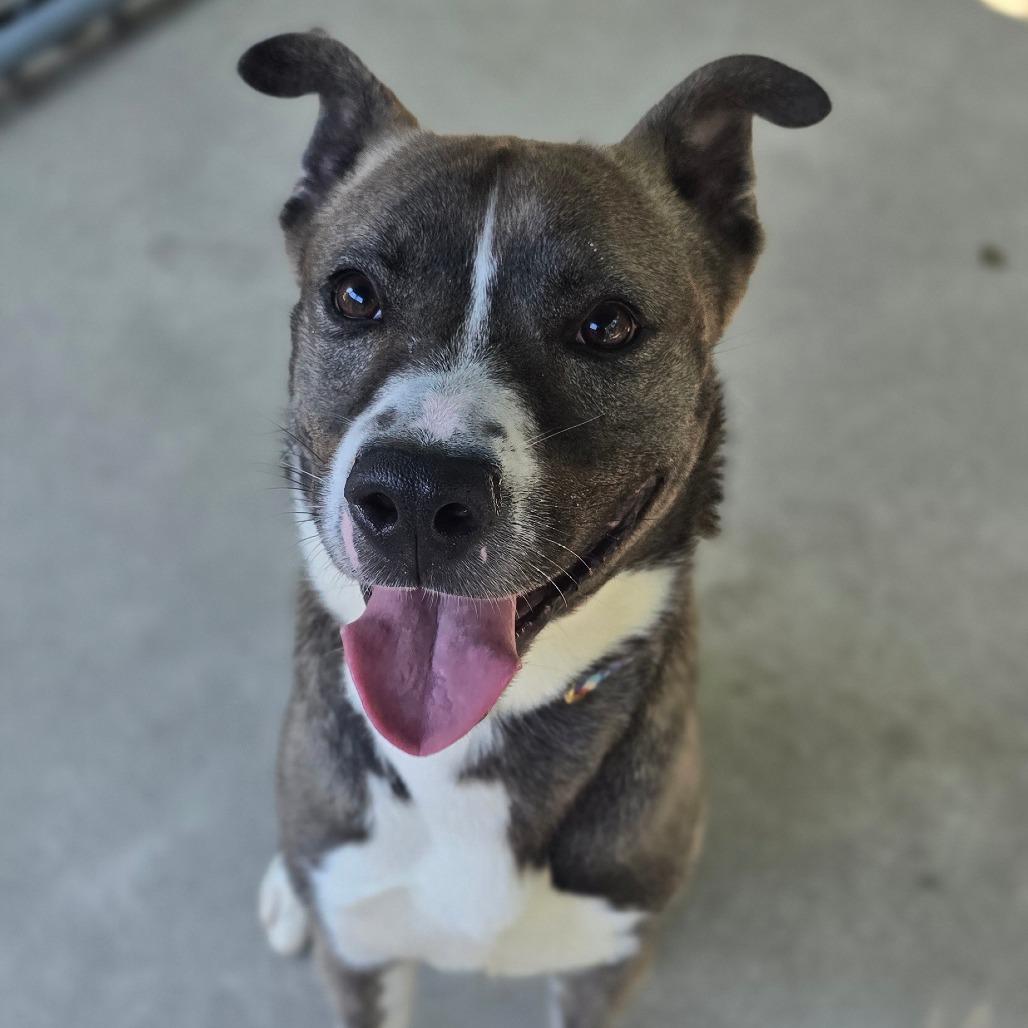 Enlarge Rowan, a Adoptable mixed breed in East Hanover, NJ image 4/6