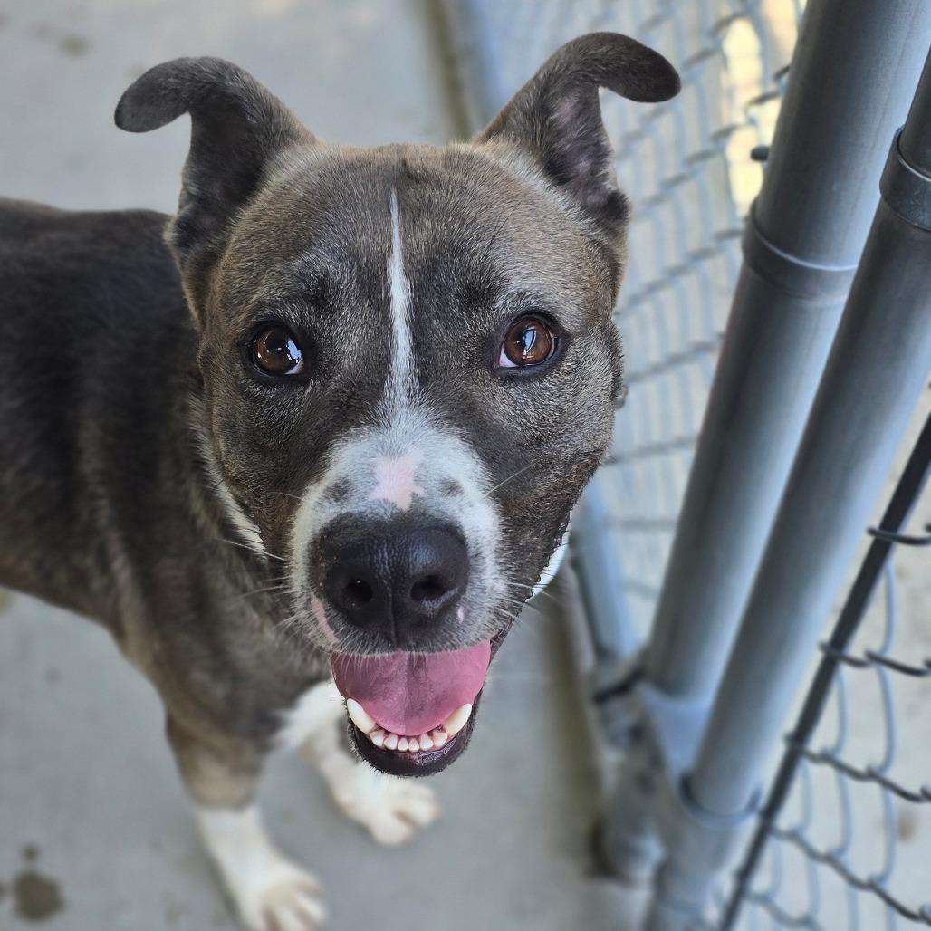 Enlarge Rowan, a Adoptable mixed breed in East Hanover, NJ image 5/6