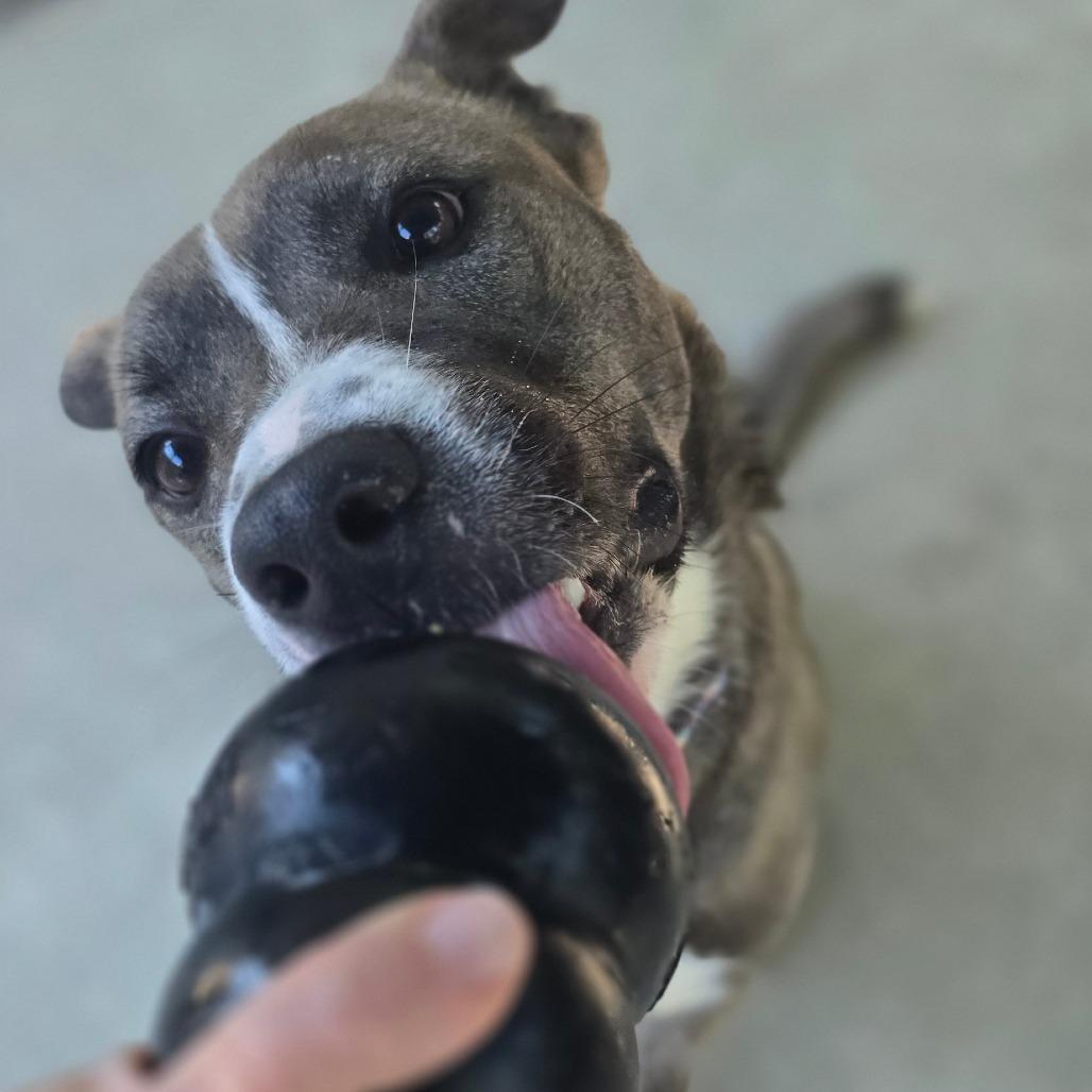 Enlarge Rowan, a Adoptable mixed breed in East Hanover, NJ image 6/6