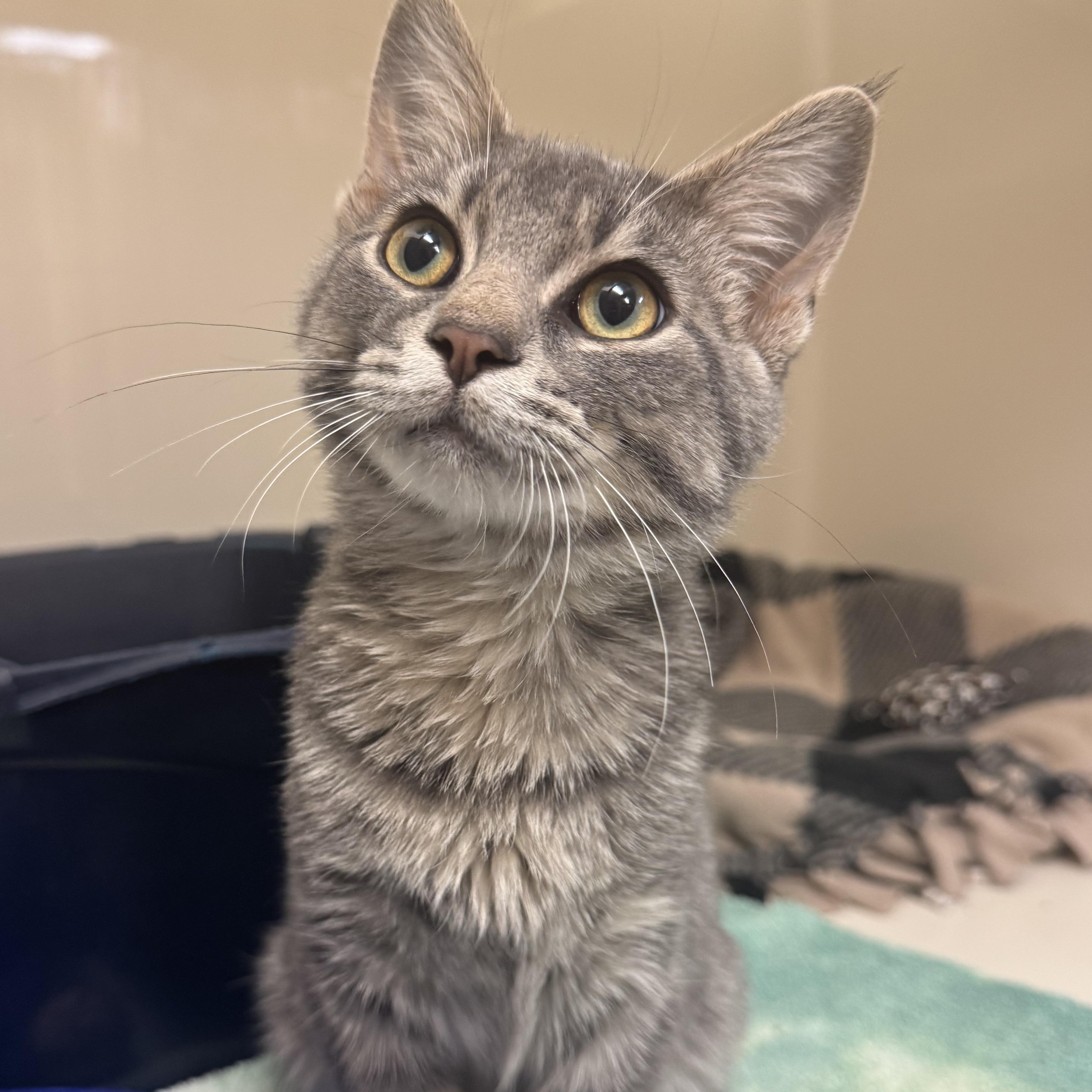 Enlarge Roscoe, an adoptable Domestic Short Hair in Tomah, WI image 2/2