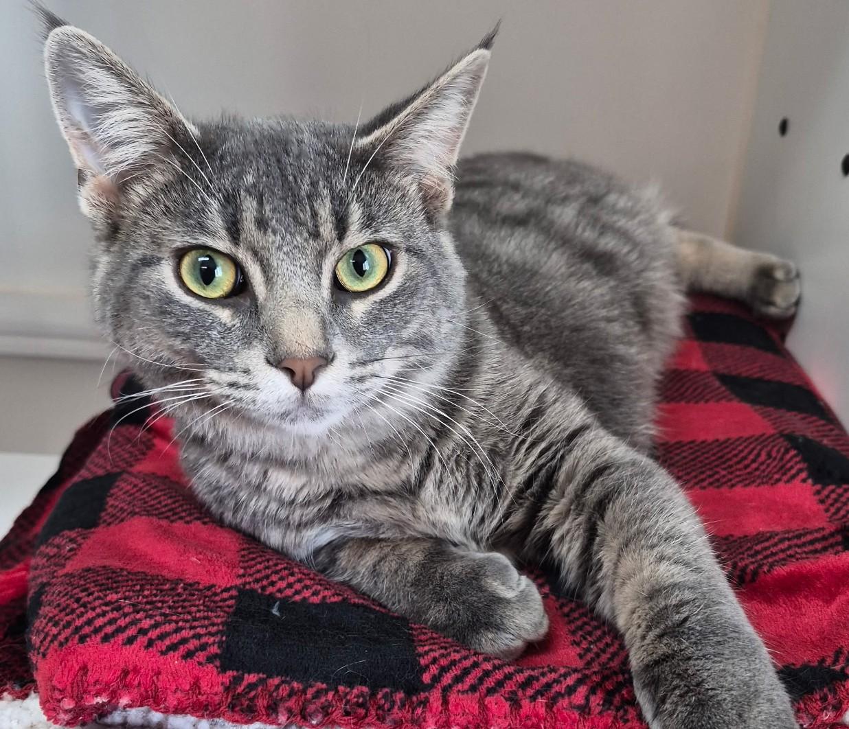 Roscoe, adoptable, Kitten Male Domestic Short Hair.