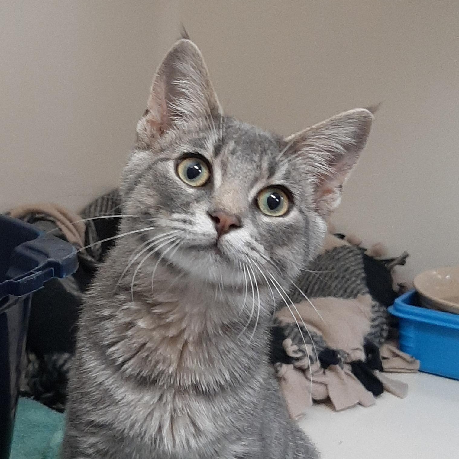 Roscoe, adoptable, Kitten Male Domestic Short Hair.