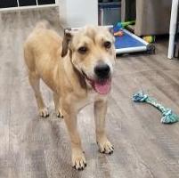 Enlarge Kipster, a Adoptable mixed breed in Rossville, TN image 3/6