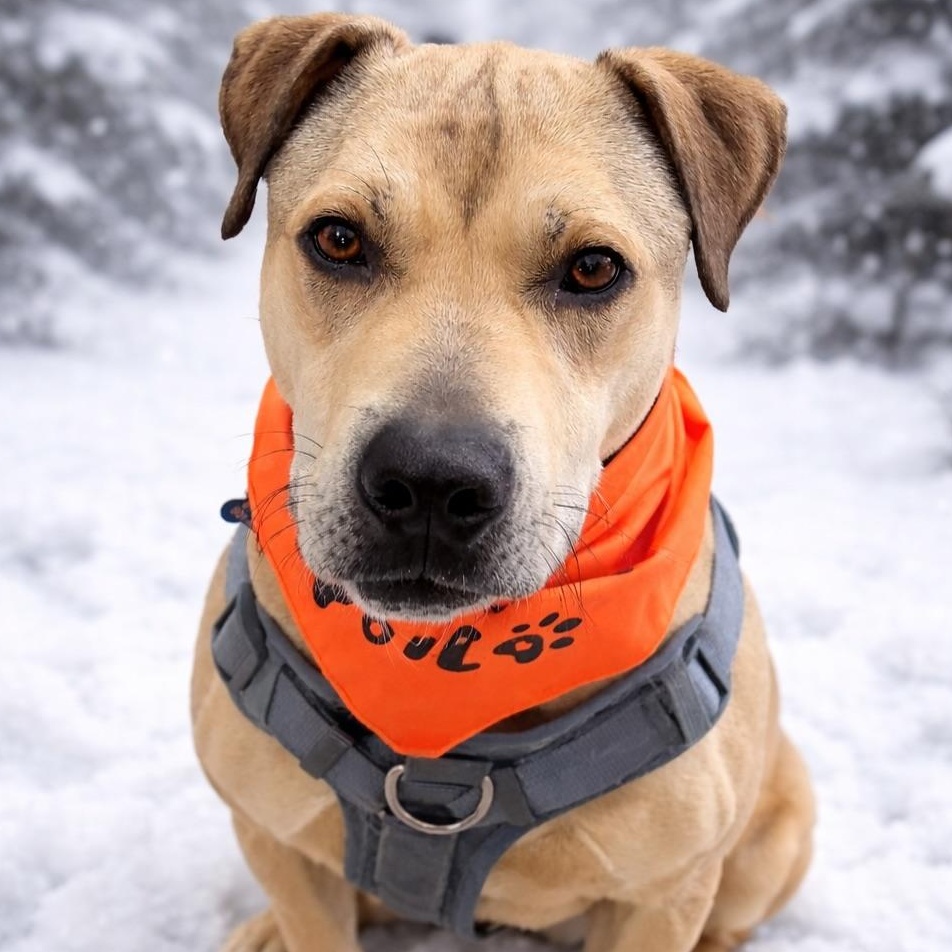 Kipster, a Adoptable mixed breed in Rossville, TN image 3/5