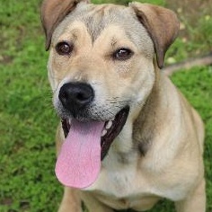 Kipster, a Adoptable mixed breed in Rossville, TN image 4/5