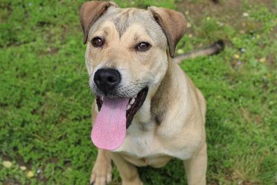 Enlarge Kipster, a Adoptable mixed breed in Rossville, TN image 4/6