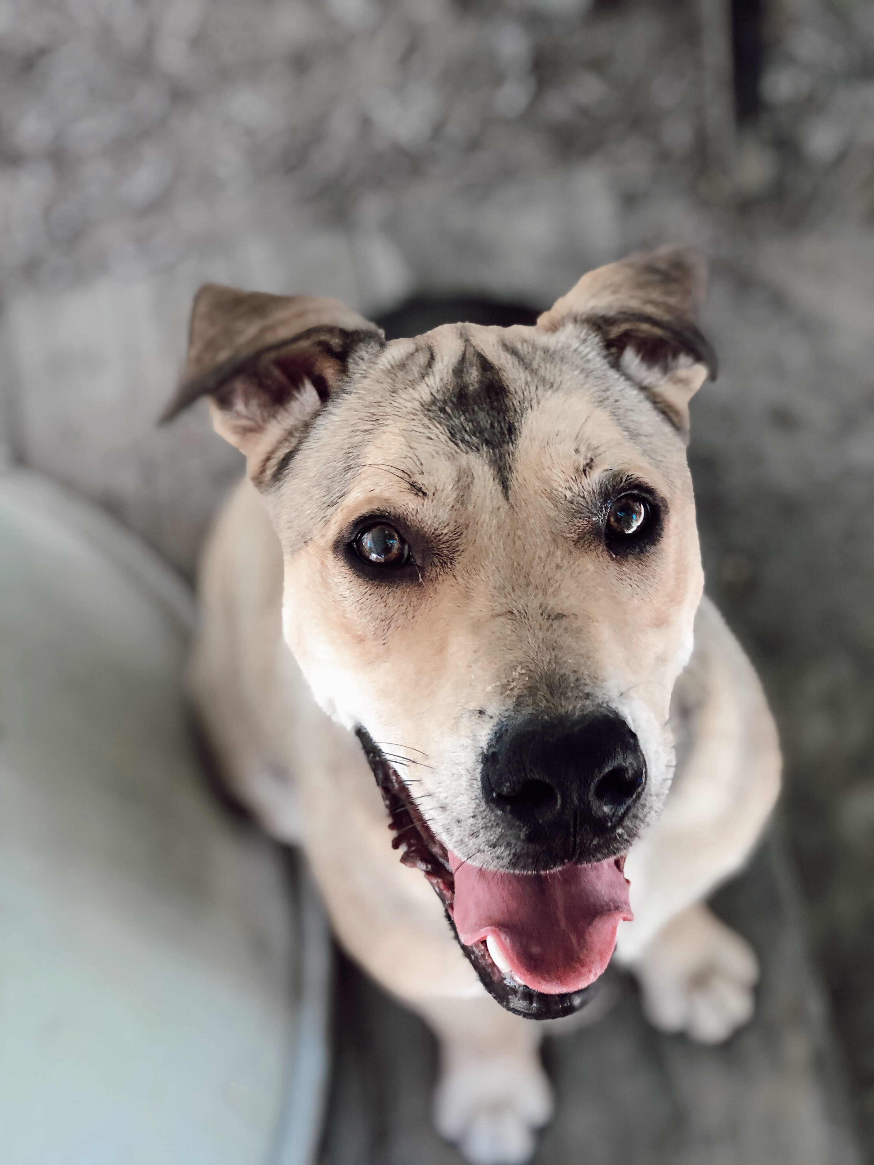 Enlarge Kipster, a Adoptable mixed breed in Rossville, TN image 5/6