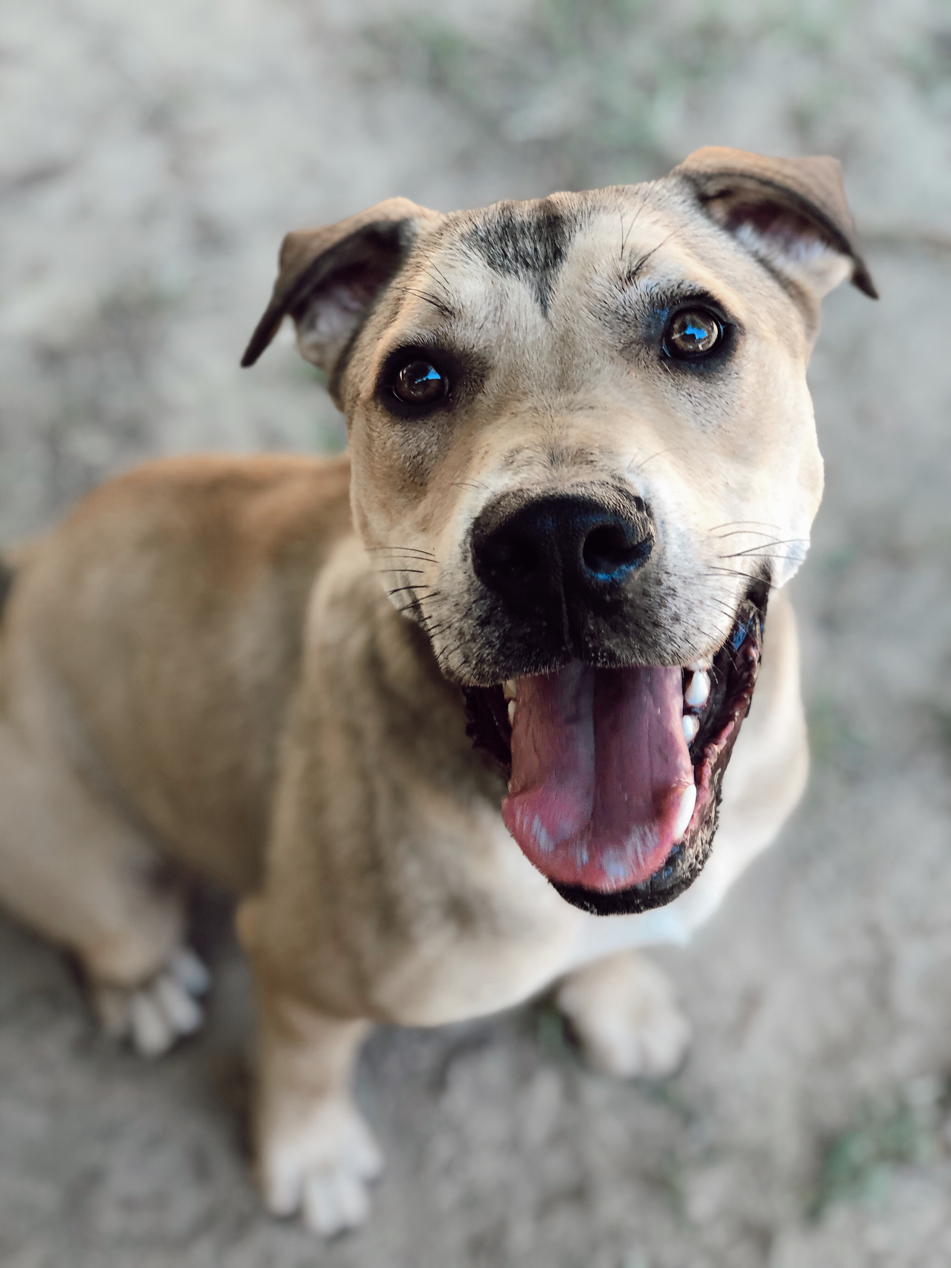 Kipster, Adoptable, Adult Male Mixed Breed & Labrador Retriever.