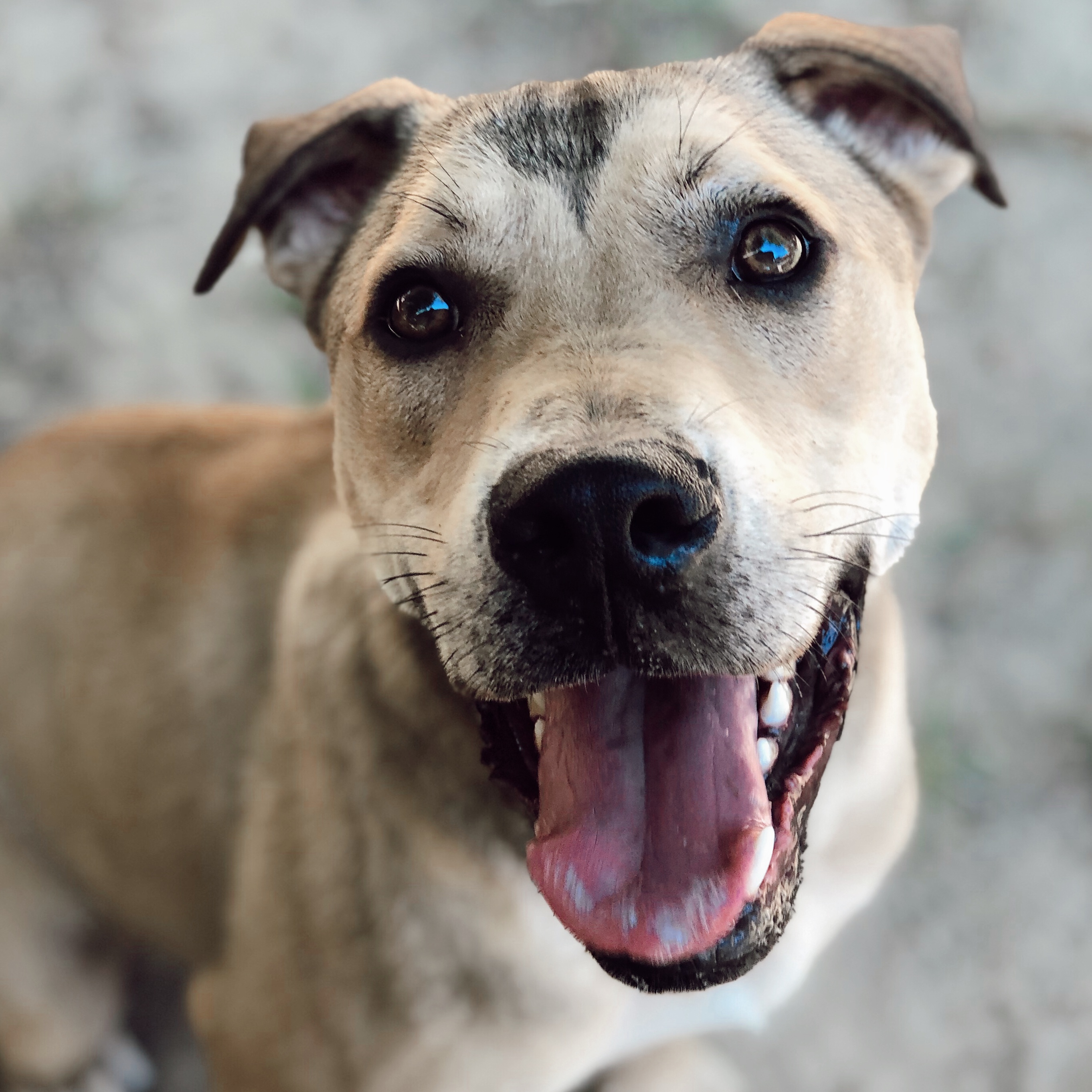 Kipster, a Adoptable mixed breed in Rossville, TN image 1/5