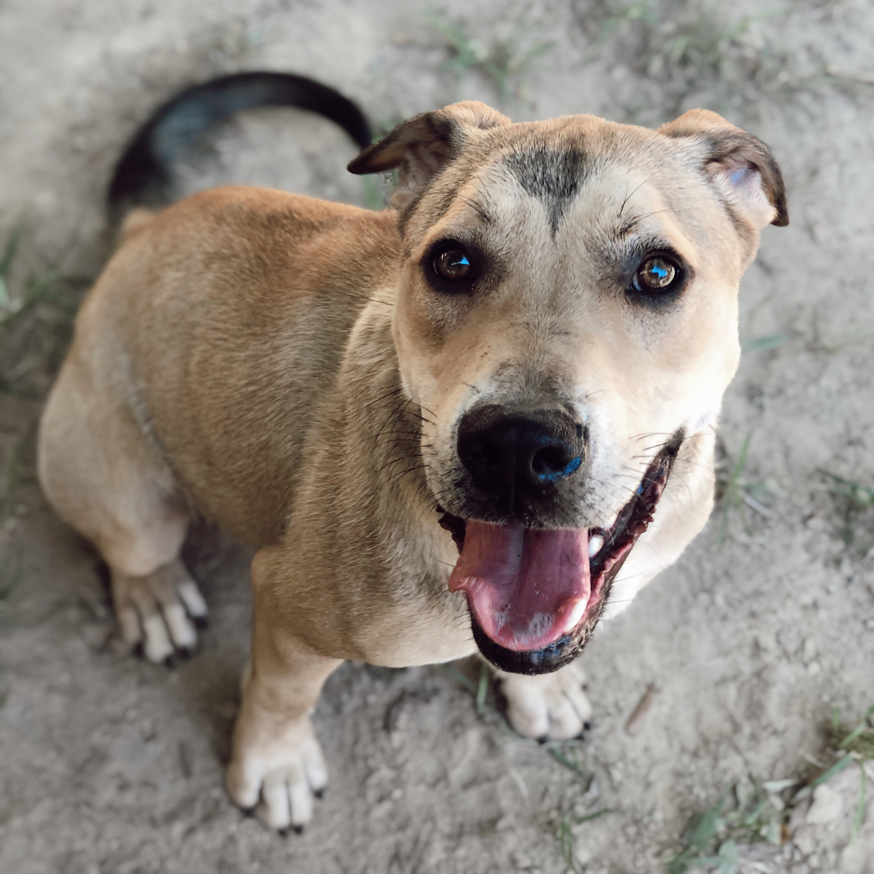 Enlarge Kipster, a Adoptable mixed breed in Rossville, TN image 6/6