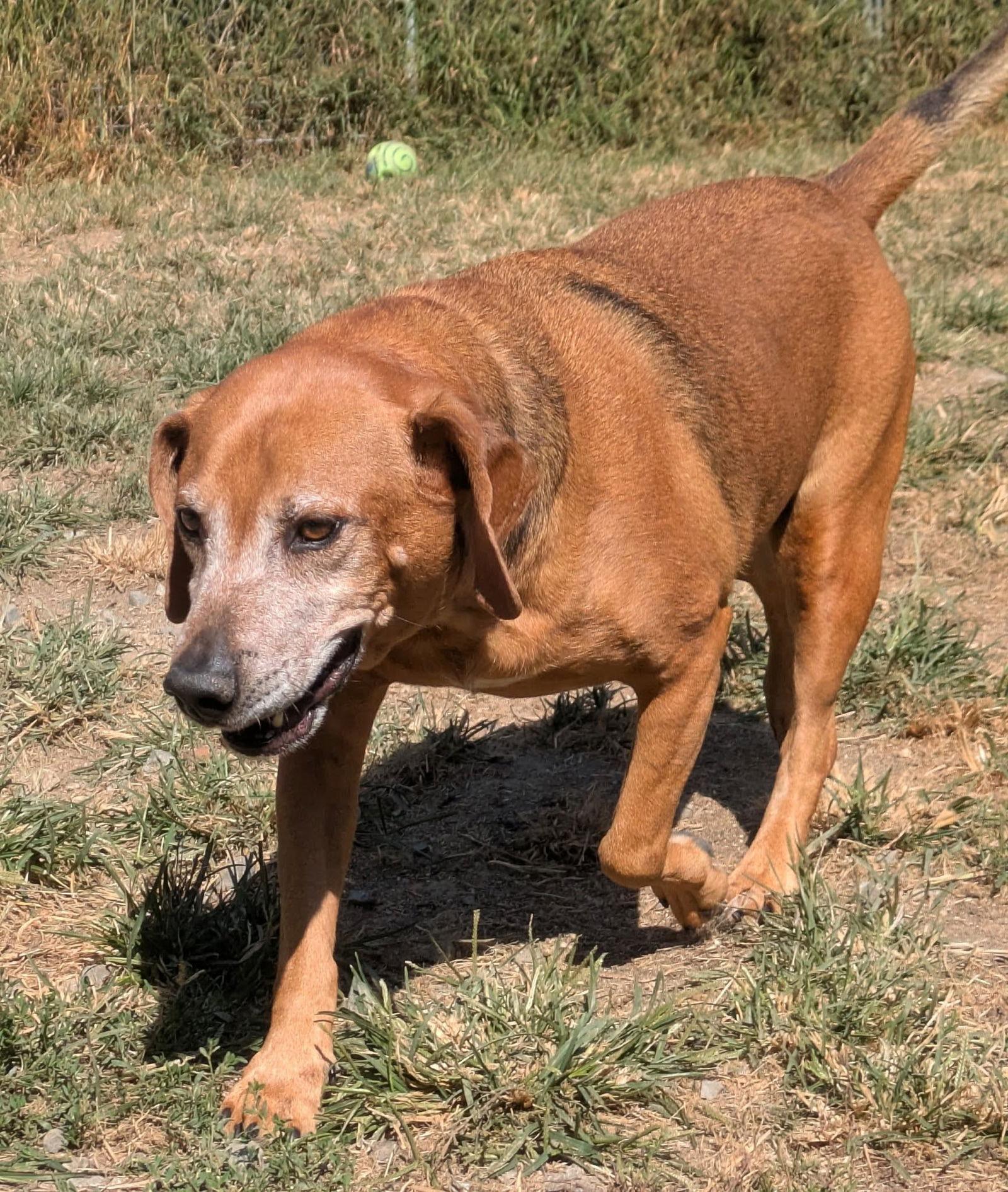 Dexter, Adoptable, Senior Male Mixed Breed.