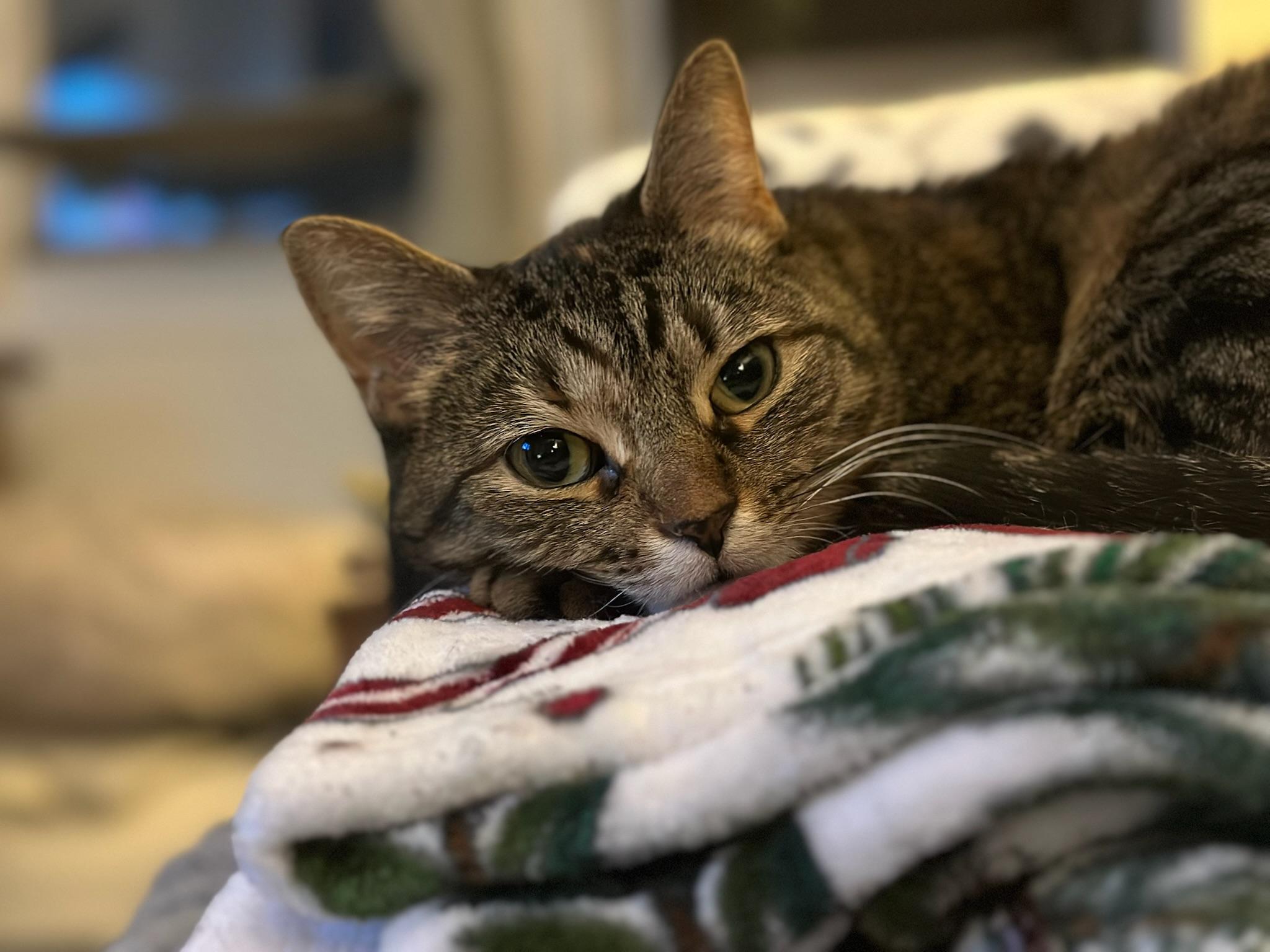 Enlarge Blanket! the beautiful sweetest lady!, a ADOPTABLE American Shorthair in New York, NY image 1/6