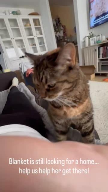 Enlarge Blanket! the beautiful sweetest lady!, an adoptable American Shorthair in New York, NY image 2/6