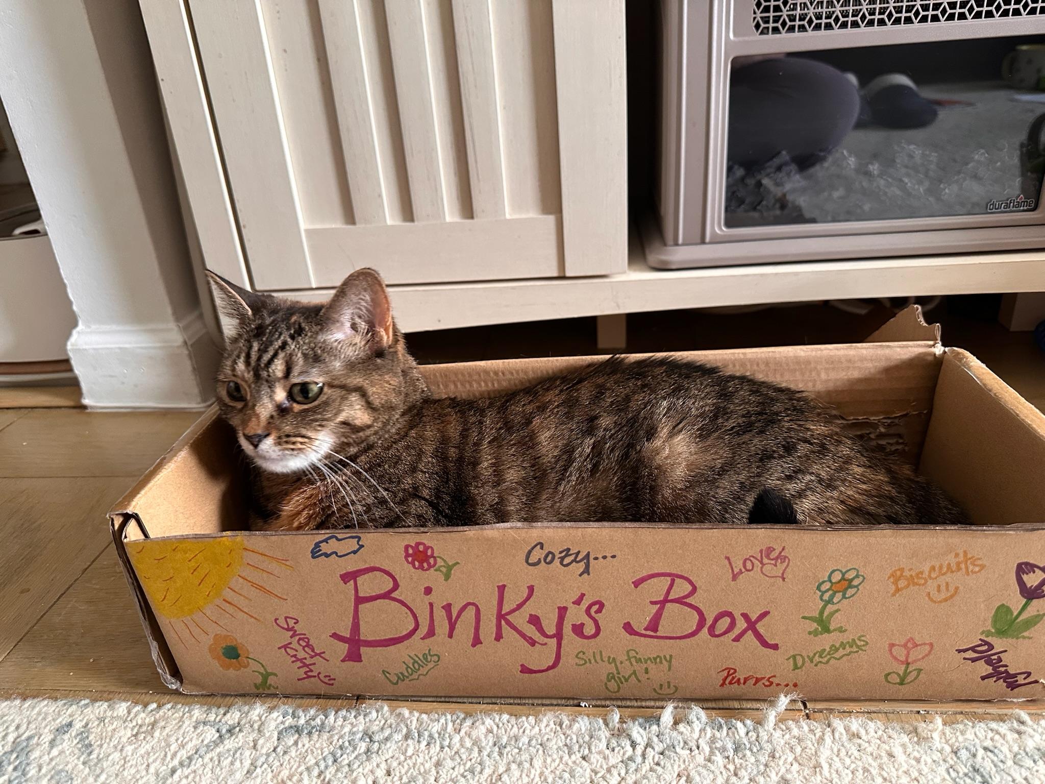 Enlarge Blanket! the beautiful sweetest lady!, a ADOPTABLE American Shorthair in New York, NY image 2/6