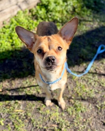 Enlarge Bok Choy, a Adoptable mixed breed in Saint Petersburg, FL image 1/2