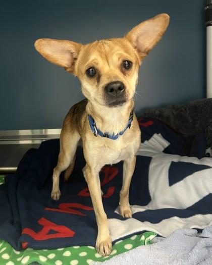 Bok Choy, Adoptable, Adult Female Mixed Breed & Mixed Breed.