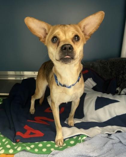 Enlarge Bok Choy, a Adoptable mixed breed in Saint Petersburg, FL image 2/2