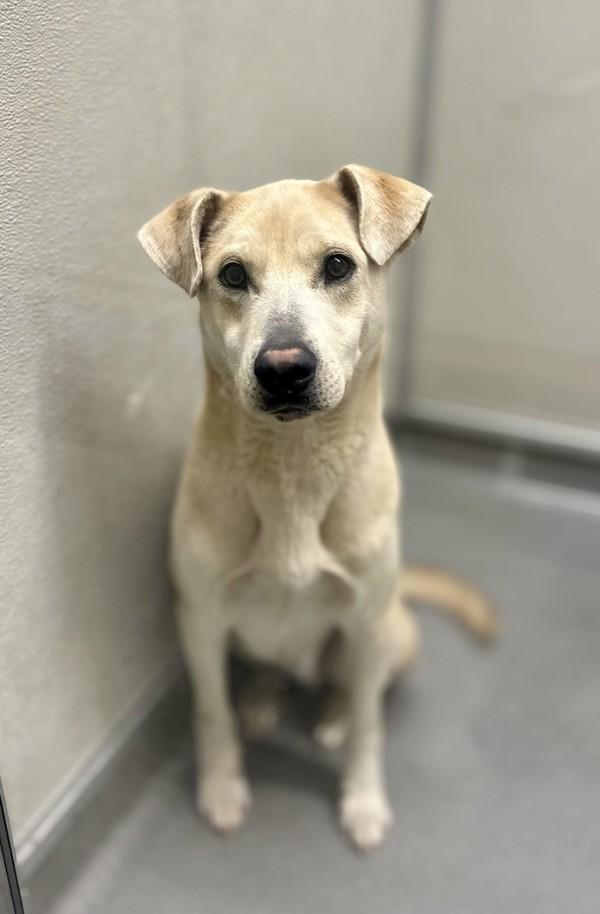 Maverick, Adoptable, Adult Male Shepherd.