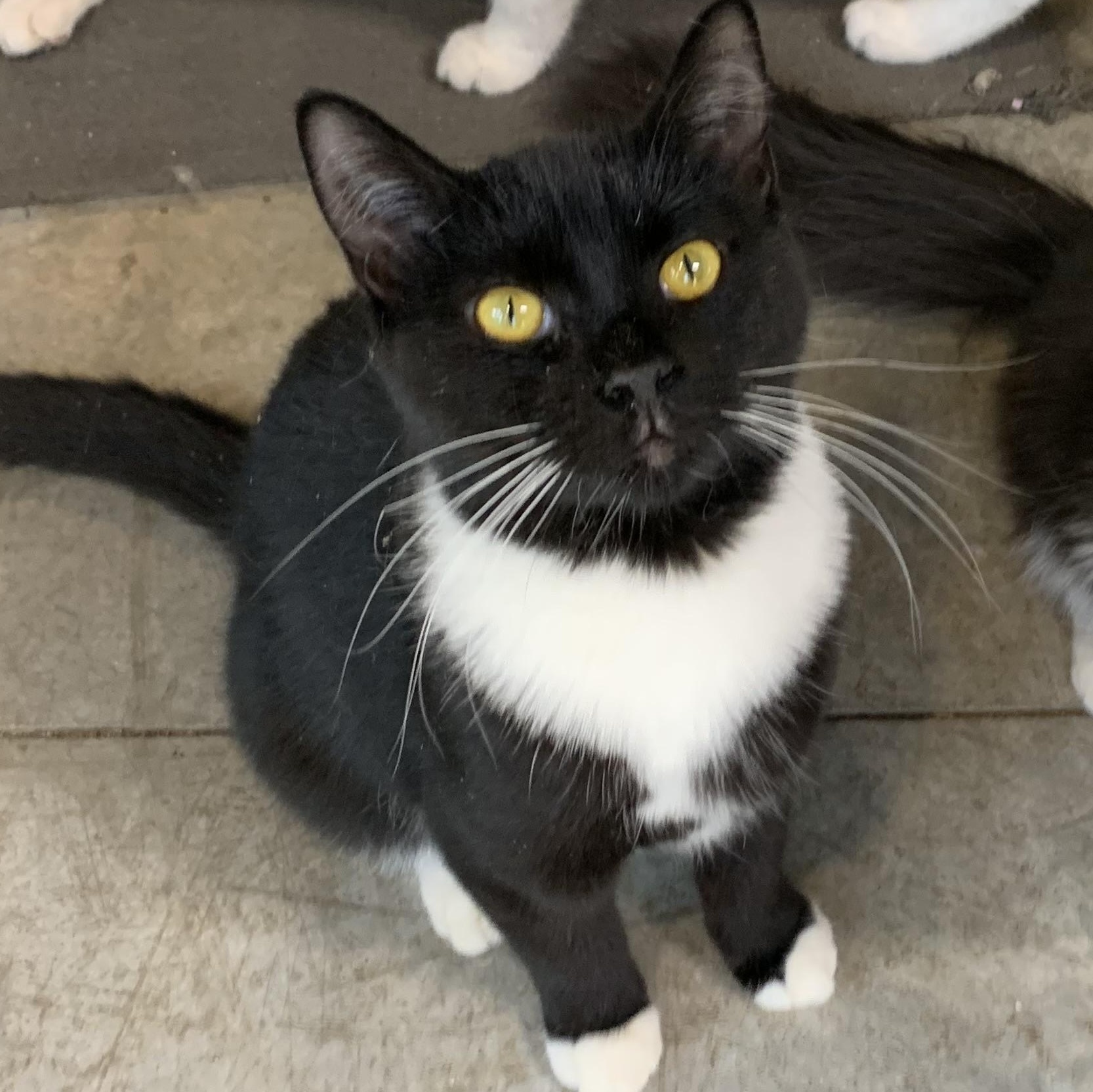 Aspen, ADOPTABLE, Young Female Domestic Short Hair.