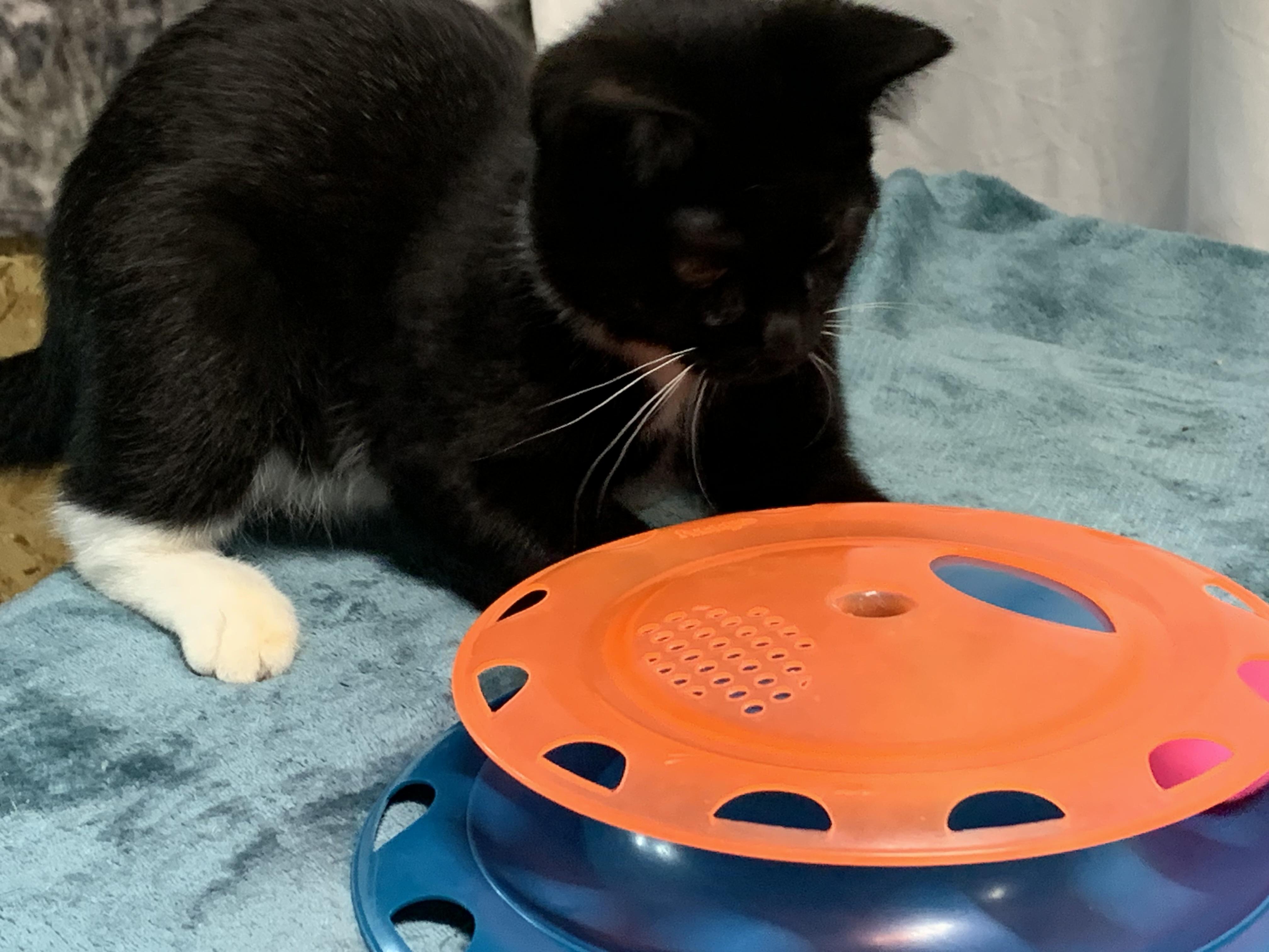 Aspen, a ADOPTABLE Domestic Short Hair in Stockholm, WI image 6/6
