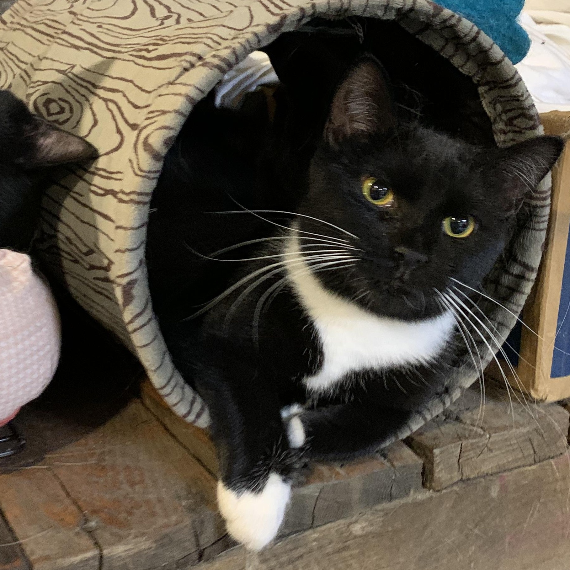 Aspen, a ADOPTABLE Domestic Short Hair in Stockholm, WI image 2/6
