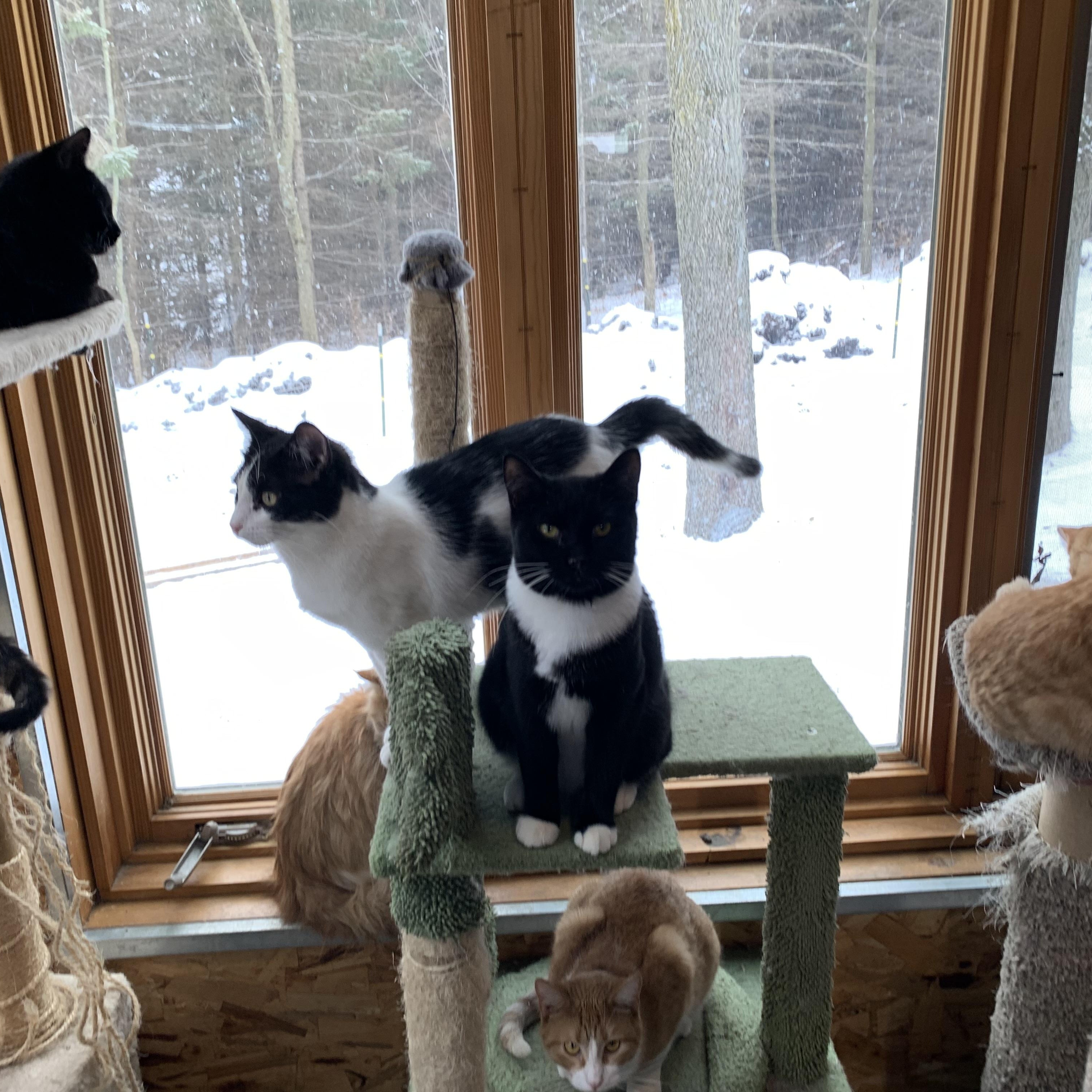 Aspen, a ADOPTABLE Domestic Short Hair in Stockholm, WI image 4/6