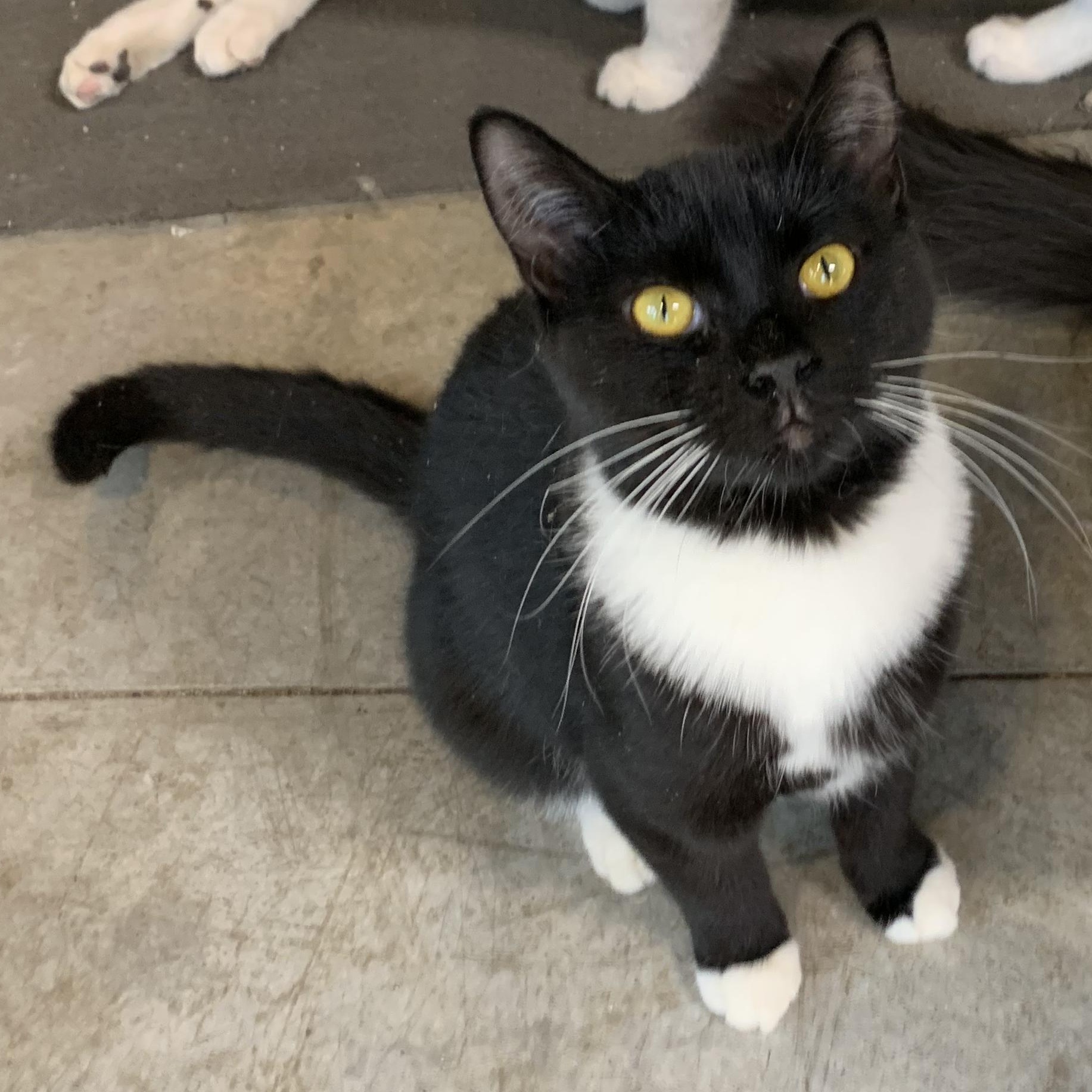 Aspen, a ADOPTABLE Domestic Short Hair in Stockholm, WI image 5/6