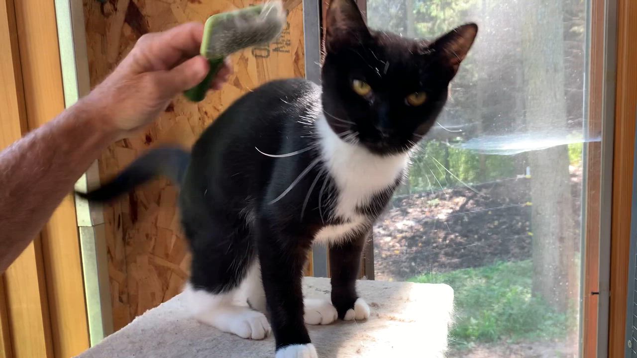 Enlarge Aspen, a ADOPTABLE Domestic Short Hair in Stockholm, WI video 3/6