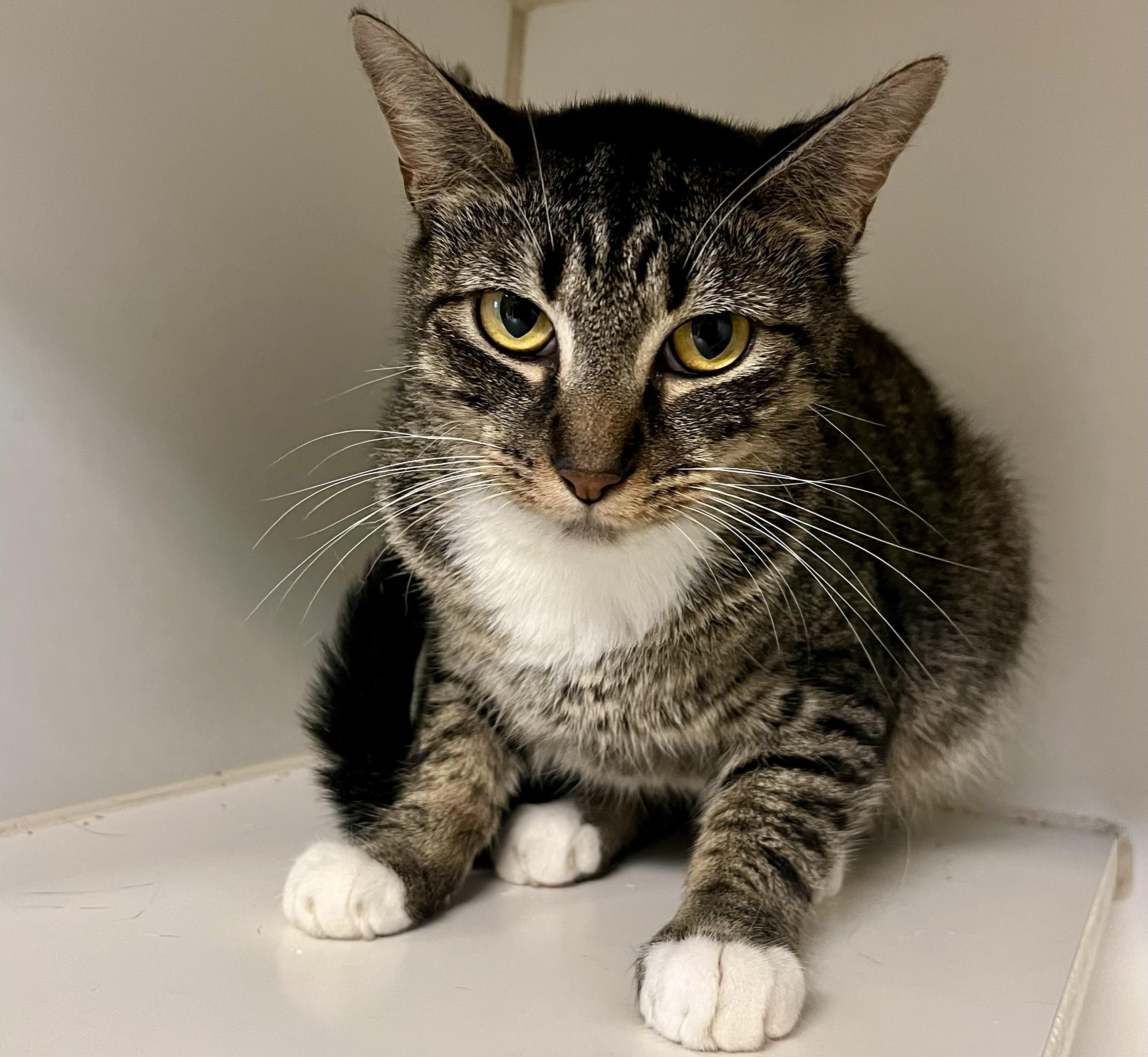 Enlarge Earth, a Adoptable Domestic Short Hair in Seville, OH image 1/1