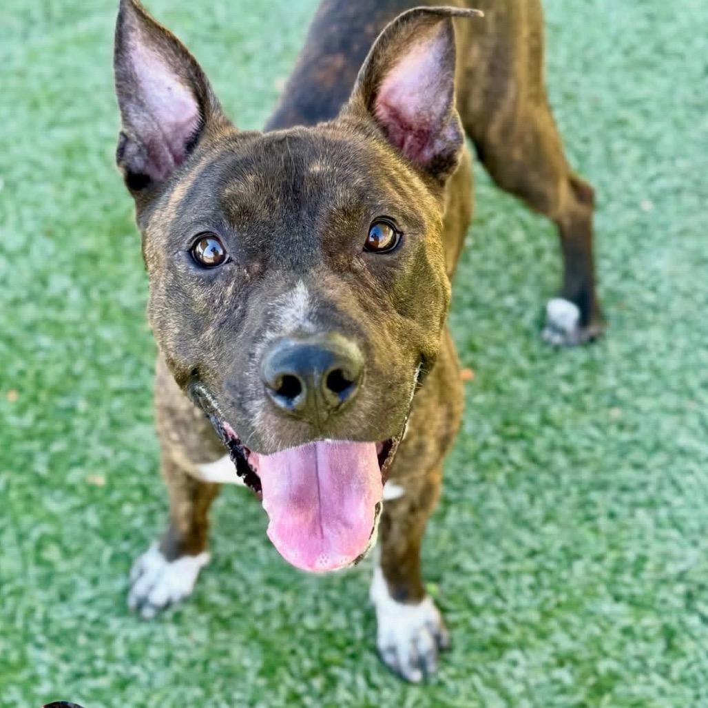 Sonic, Adoptable, Adult Male Pit Bull Terrier & Mixed Breed.