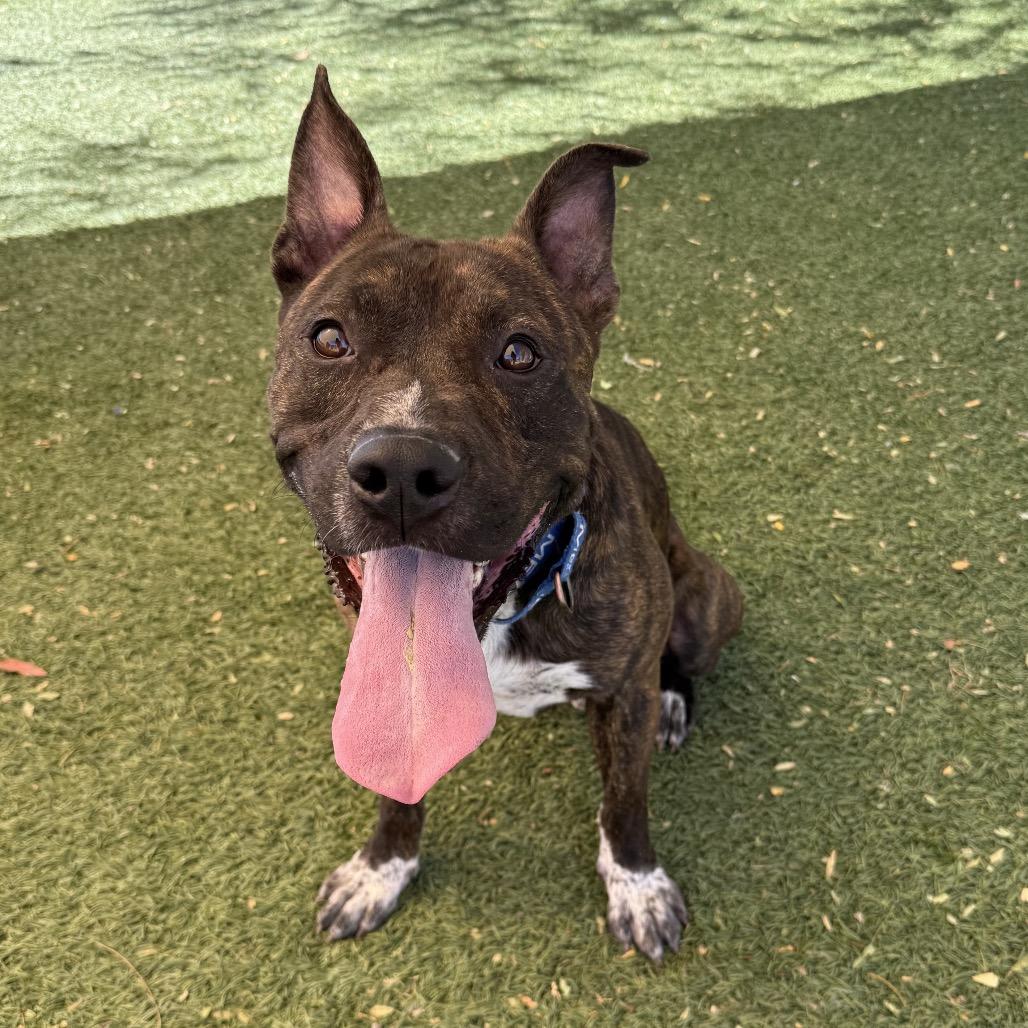 Sonic, a Adoptable mixed breed in Henderson, NV image 2/4