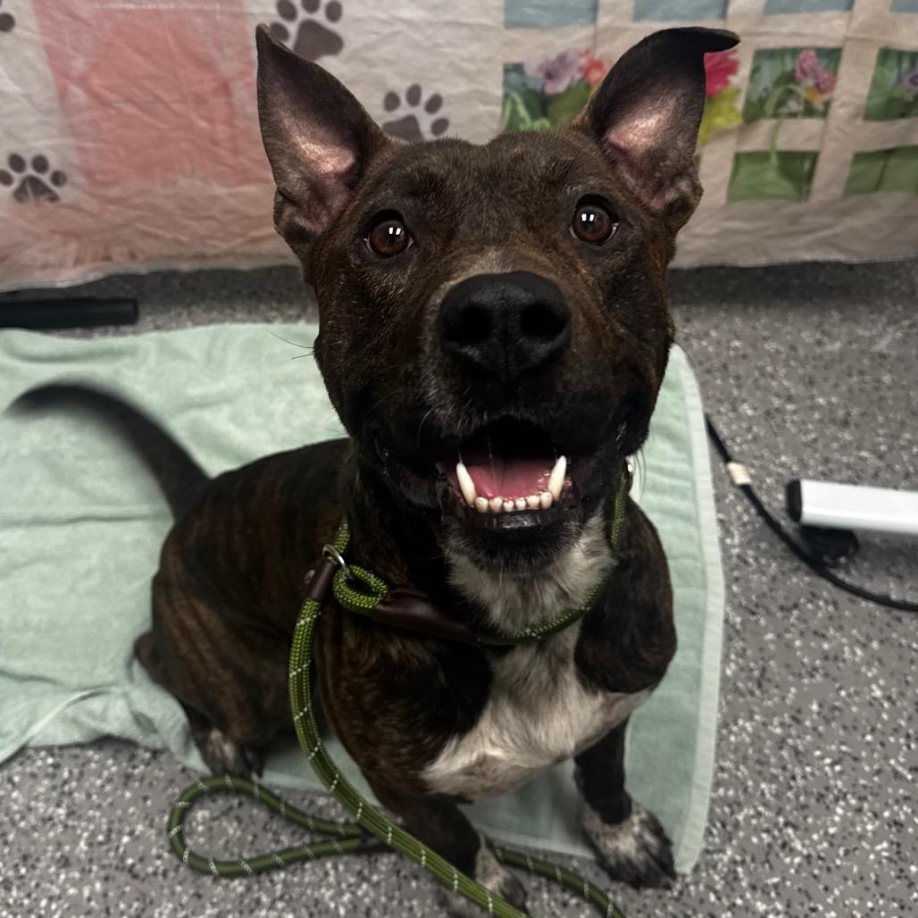 Enlarge Sonic, a Adoptable mixed breed in Henderson, NV image 1/2