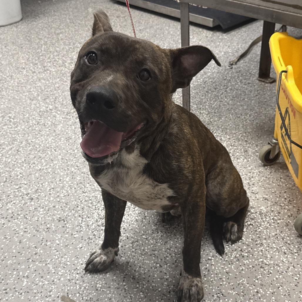 Enlarge Sonic, a Adoptable mixed breed in Henderson, NV image 2/2
