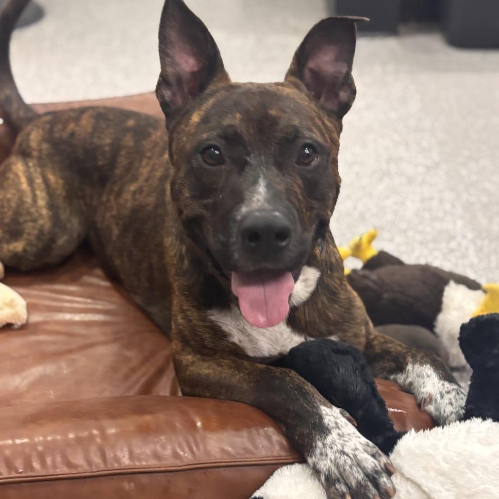 Enlarge Sonic, a Adoptable mixed breed in Henderson, NV image 4/5