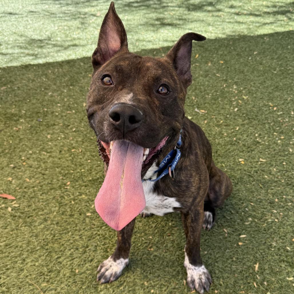 Sonic, a Adoptable mixed breed in Henderson, NV image 4/4