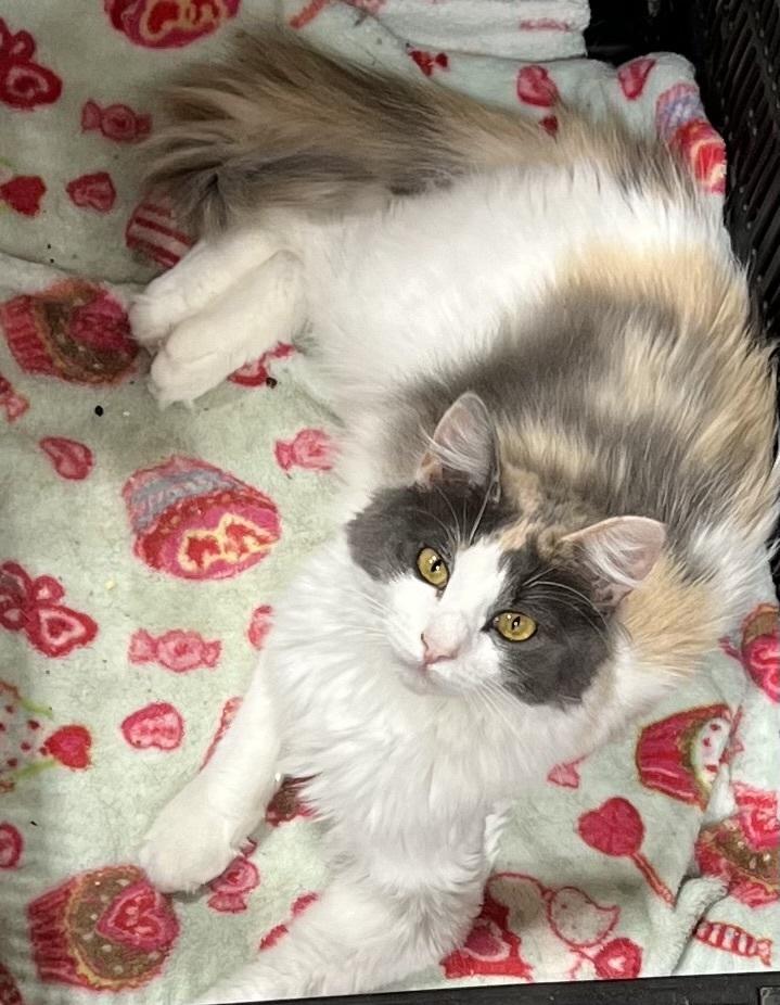 Enlarge Dragonfly, a Adoptable mixed breed in Jackson, GA image 1/6