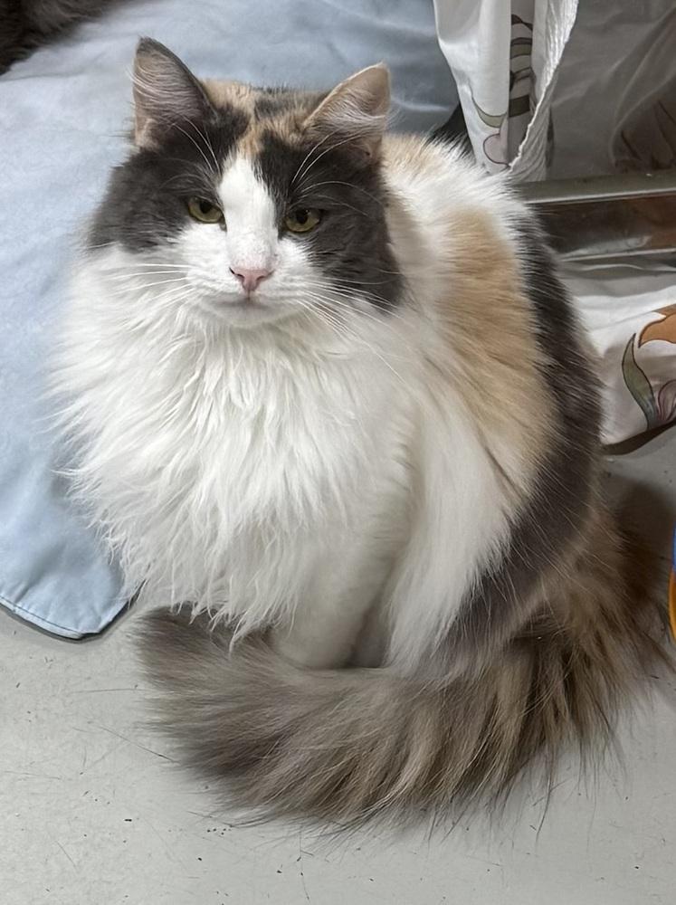 Enlarge Dragonfly, a Adoptable mixed breed in Jackson, GA image 2/6