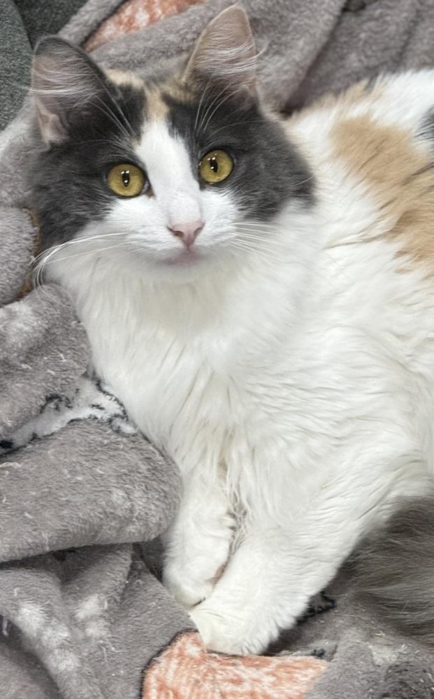 Enlarge Dragonfly, a Adoptable mixed breed in Jackson, GA image 4/6