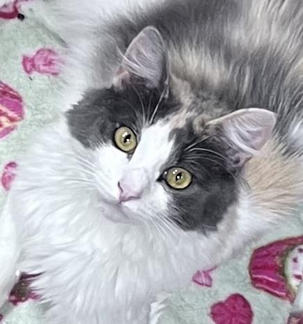 Enlarge Dragonfly, a Adoptable mixed breed in Jackson, GA image 5/6