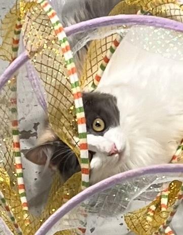 Enlarge Dragonfly, a Adoptable mixed breed in Jackson, GA image 6/6