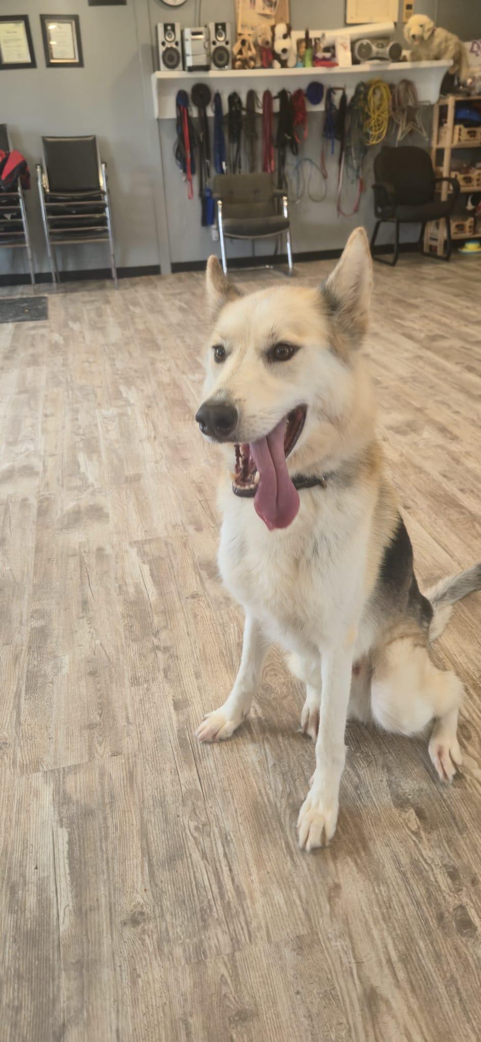 Enlarge Caliber, a ADOPTABLE mixed breed in Oshawa, ON image 4/5