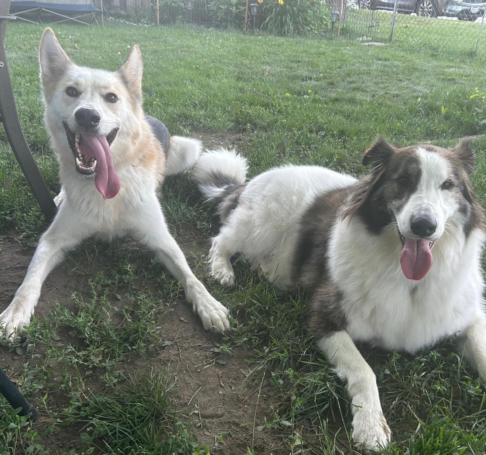 Enlarge Caliber, a ADOPTABLE mixed breed in Oshawa, ON image 3/5